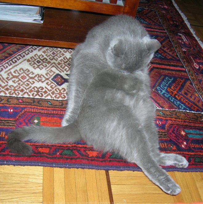 Photo de Chartreux