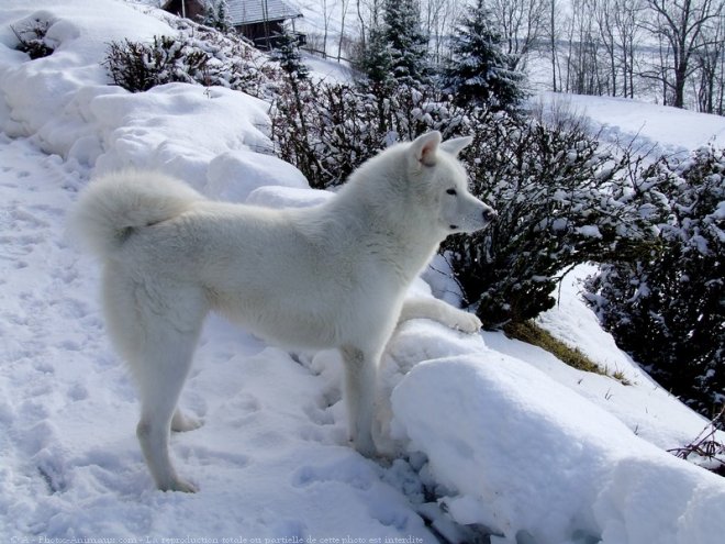 Photo d'Akita inu