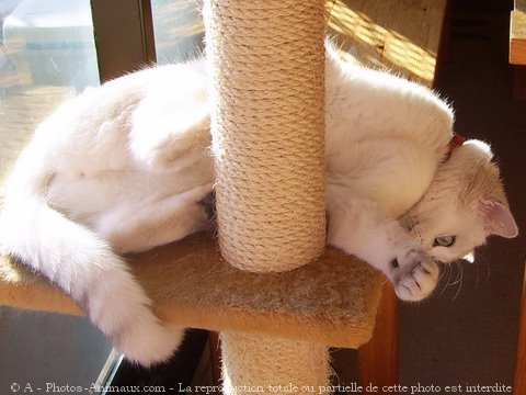 Photo de British shorthair