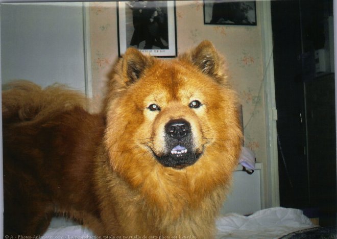 Photo d'Eurasier