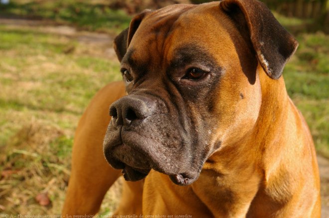 Photo de Boxer