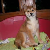 Photo de Shiba