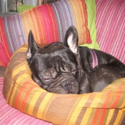 Photo de Bouledogue franais