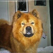 Photo d'Eurasier