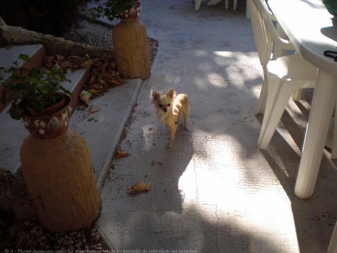 Photo de Chihuahua  poil long