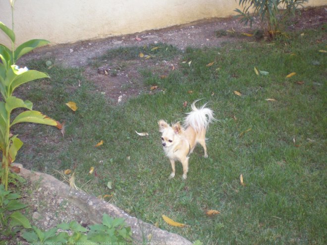 Photo de Chihuahua  poil long