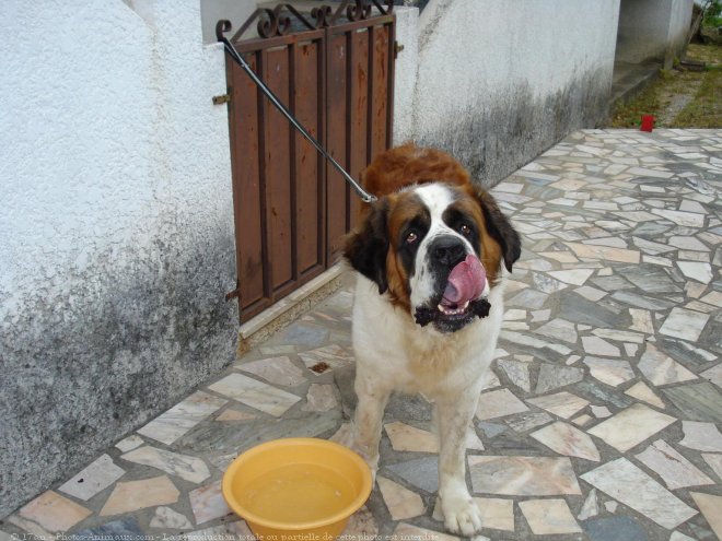 Photo de Saint-bernard poil long