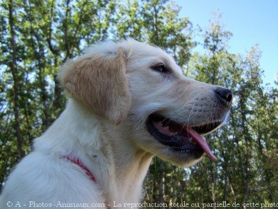 Photo de Golden retriever