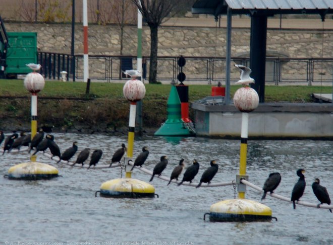 Photo de Races diffrentes