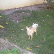 Photo de Chihuahua  poil long