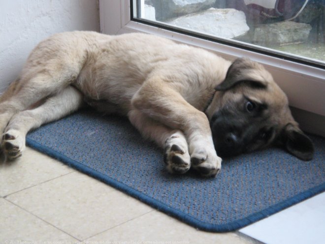 Photo de Chien de berger d'anatolie