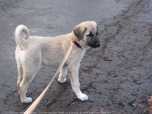 Photo de Chien de berger d'anatolie