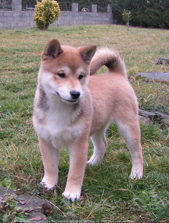 Photo de Shiba