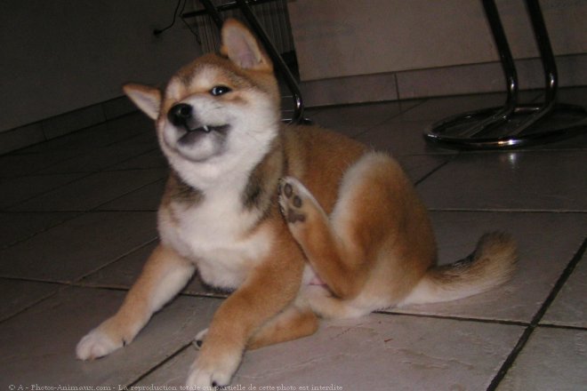 Photo de Shiba