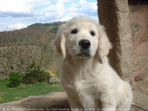 Photo de Golden retriever