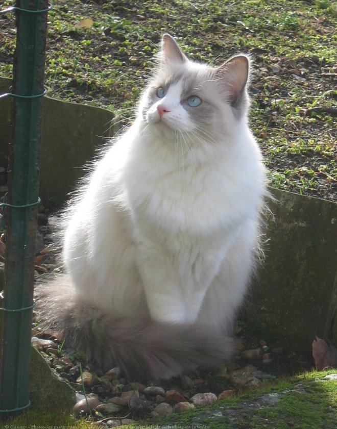 Photo de Ragdoll