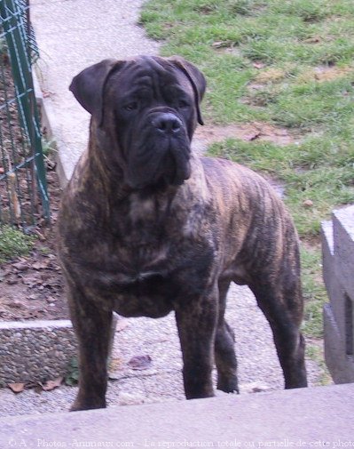 Photo de Bullmastiff