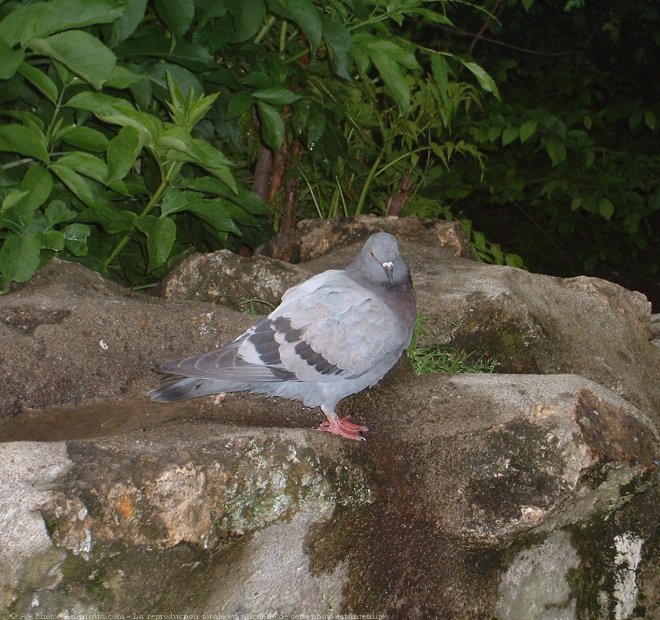 Photo de Pigeon