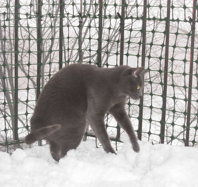 Photo de Chat domestique