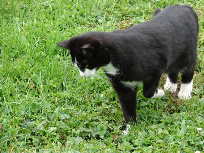 Photo de Chat domestique