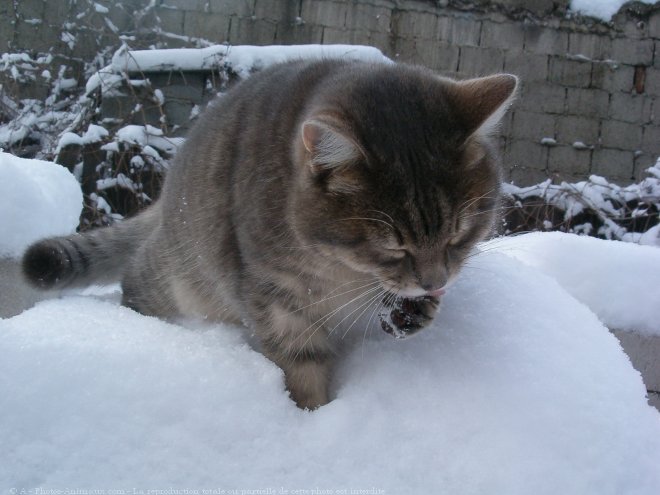 Photo de Chat domestique