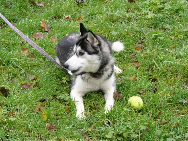 Photo de Husky siberien