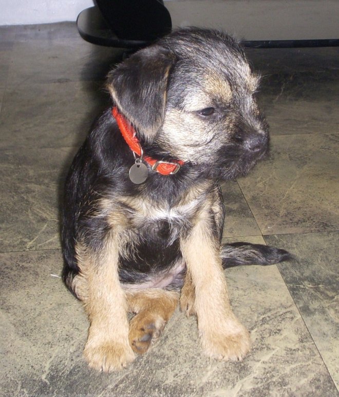 Photo de Border terrier