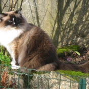 Photo de Ragdoll