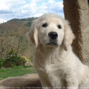 Photo de Golden retriever