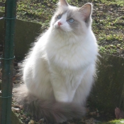 Photo de Ragdoll