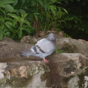 Photo de Pigeon