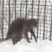 Photo de Chat domestique