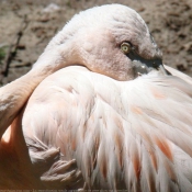 Photo de Flamand rose