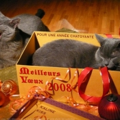 Photo de Chartreux