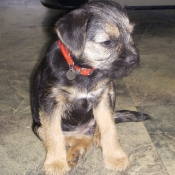 Photo de Border terrier