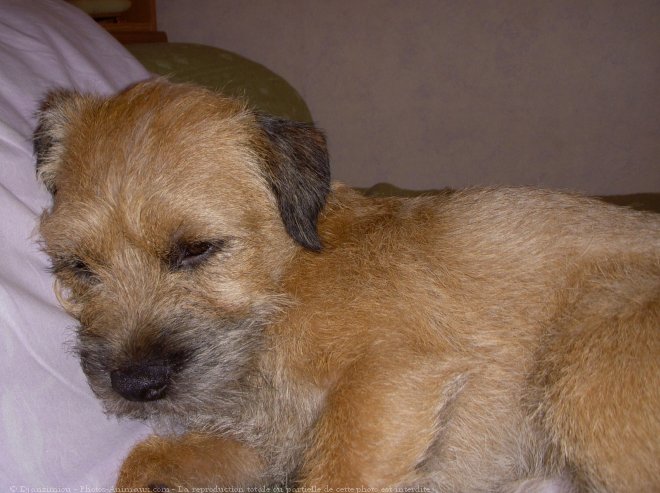 Photo de Border terrier