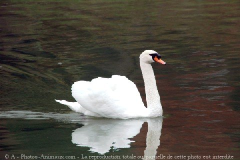 Photo de Cygne