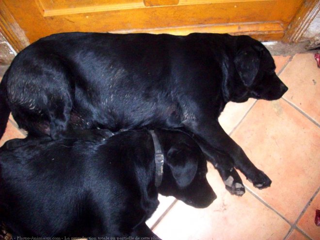 Photo de Labrador retriever