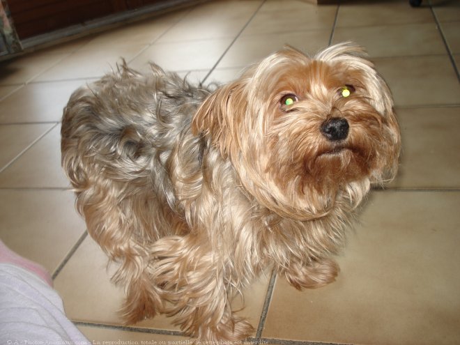 Photo de Yorkshire terrier