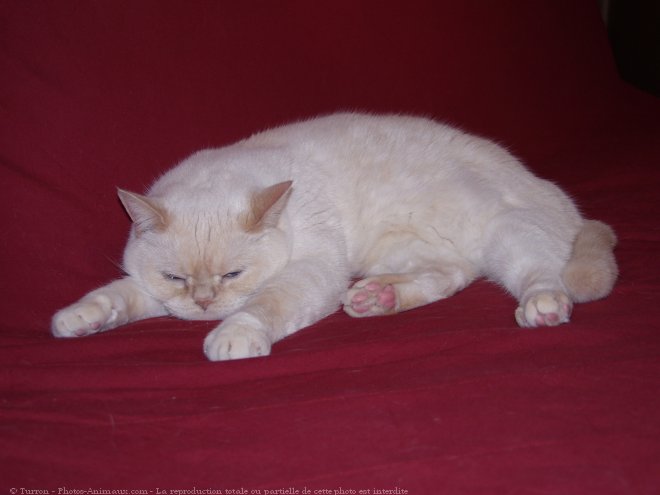 Photo de British shorthair