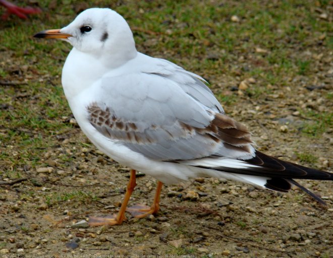 Photo de Mouette