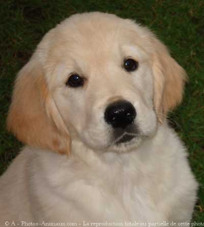 Photo de Golden retriever