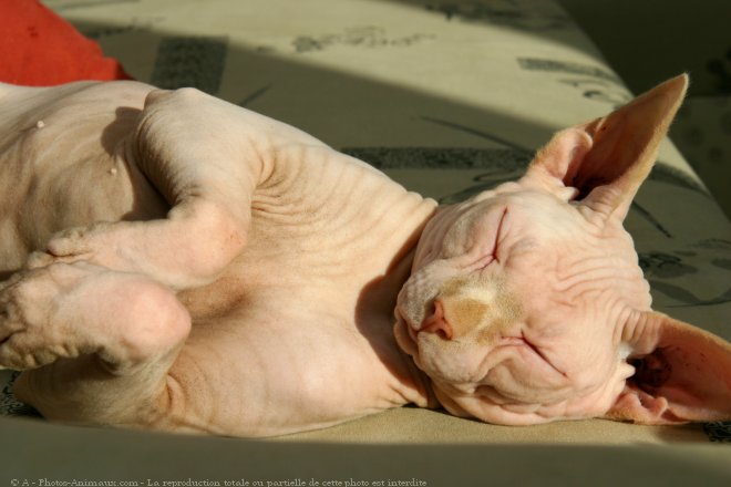 Photo de Sphynx