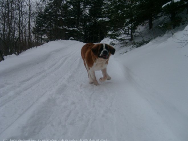 Photo de Saint-bernard poil long