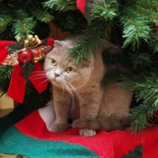 Photo de Scottish fold