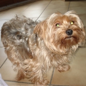 Photo de Yorkshire terrier