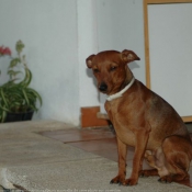 Photo de Pinscher nain