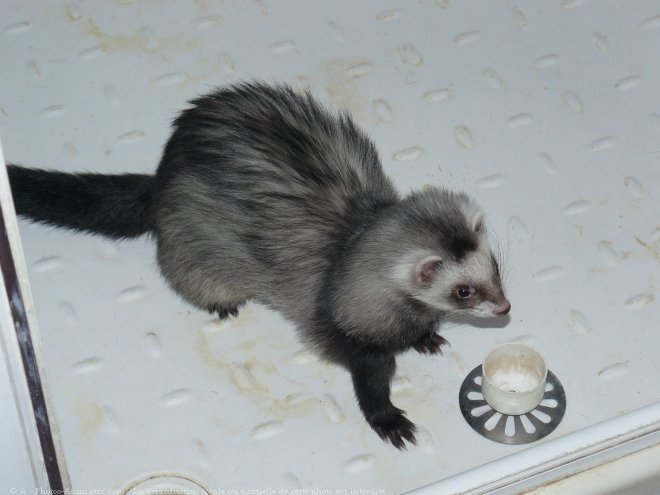 Photo de Furet