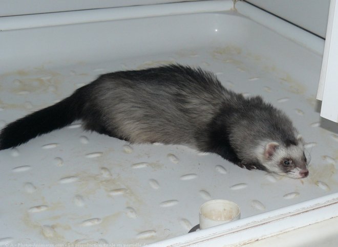 Photo de Furet