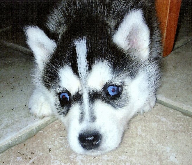 Photo de Husky siberien